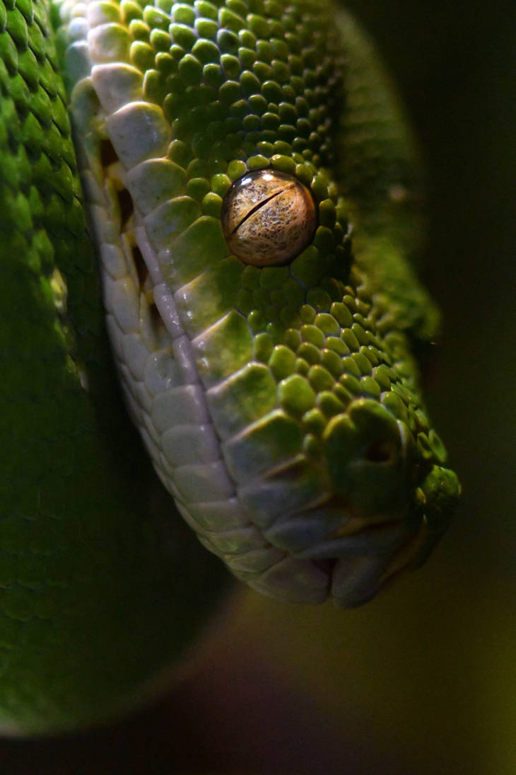 The Eye Of The Green Tree Python (Enclosure) by TheBootesArtVoid on ...
