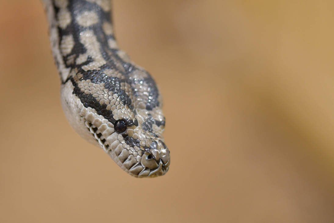Murray Python Tiny Murray-darling Python Dropping By (Enclosure) by TheBootesArtVoid ...