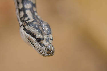 Tiny Murray-darling Python Dropping By (Enclosure)