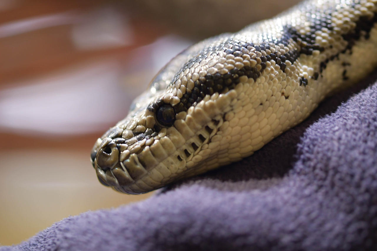Molly Darling Python Tiny Murray-darling Python Goes For A Stroll (E) by TheBootesArtVoid on ...