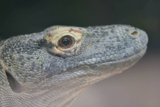 Komodo Dragon Profile (enclosure)