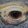 The Eye Of The Komodo Dragon (enclosure)