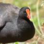 Juvenile Swamphen Going For A Stroll (wild)