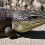 Blue-tongued Lizard Close Up (Wild)