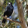 A Magpies Perch (wild)