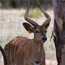 Horned Nyala (enclosure)