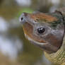 Tortle Up Close (enclosure)