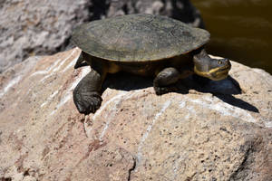 Surprised Tortle (Enclosure)