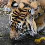 Tiger Dranking (enclosure)