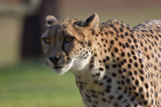 The Staring Cheetah