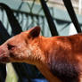 Tree Kangaroo Blep