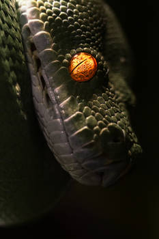 Tourmaline-eyed Python