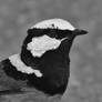 Greyscale Fairy Wren