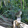 Wren On A Stick!