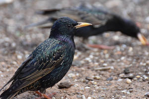 Starling Keeping An Eye On You