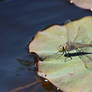 Dragonfly On A Lilypad