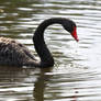 Black Swans Reflection