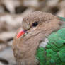 Common Emerald Dove Close Up (Enclosure)