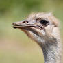 Ostrich Closeup (Enclosure)