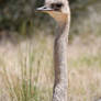 Long Neck Ostrich Gal (Enclosure)