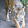 The Tiger Stalks (Enclosure)