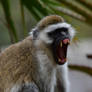 The Yawning Vervet Monkey (Enclosure)
