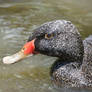 Male Freckled Duck (Enclosure)