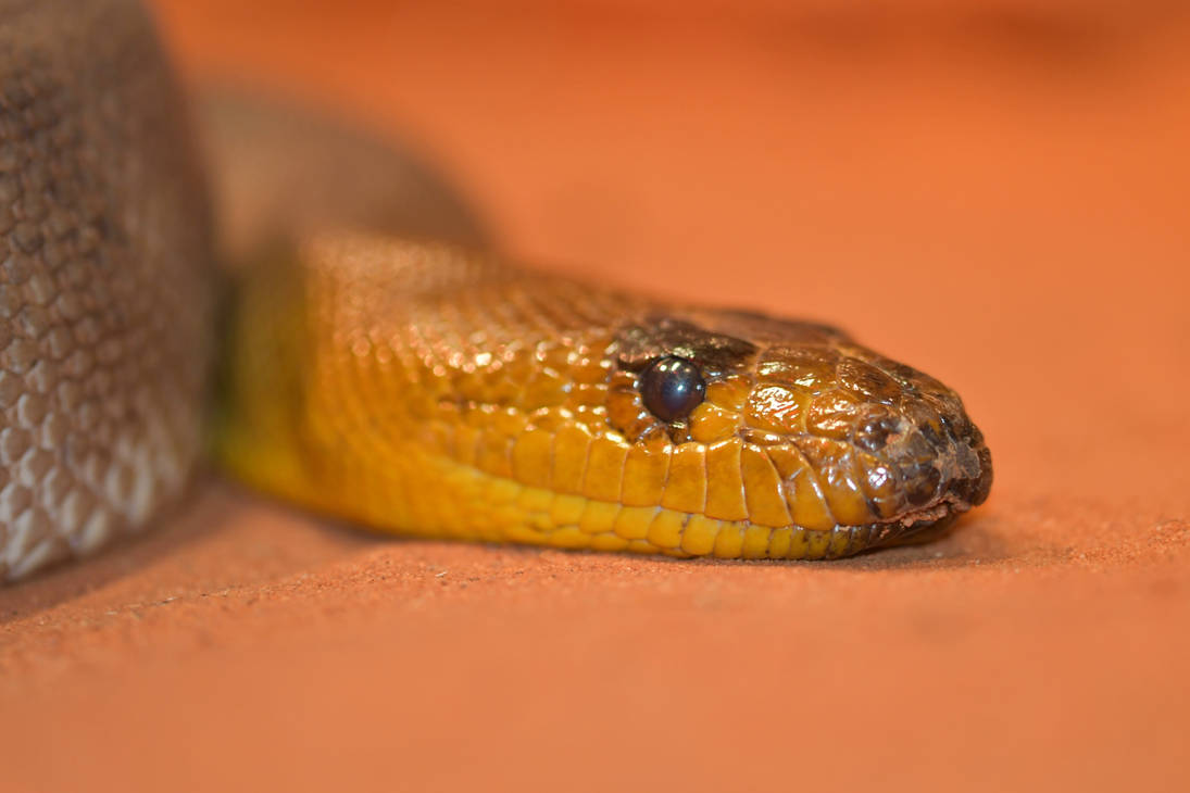 Woma Python (Enclosure) by TheBootesArtVoid on DeviantArt