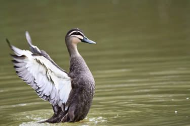 Pacific Black Duck Wingspan (Wild)