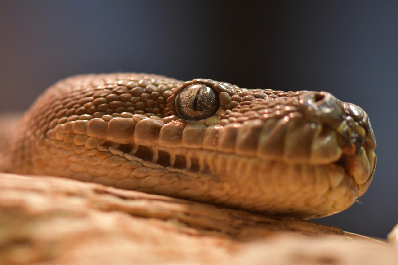 Centralian Carpet Python Enclosure By TheBootesArtVoid On DeviantArt Centralian carpet python enclosure by thebootesartvoid on deviantart
