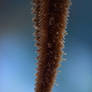 Starfish Leg (Enclosure)