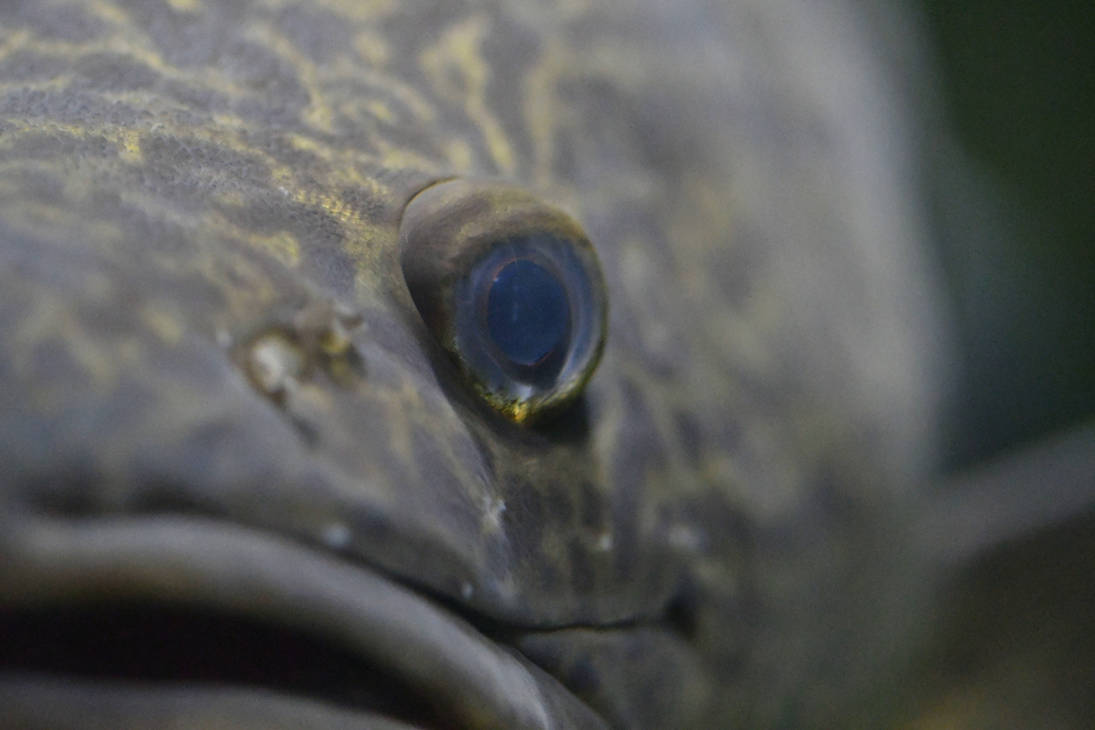 Murray Cod (Enclosure) by TheBootesArtVoid on DeviantArt