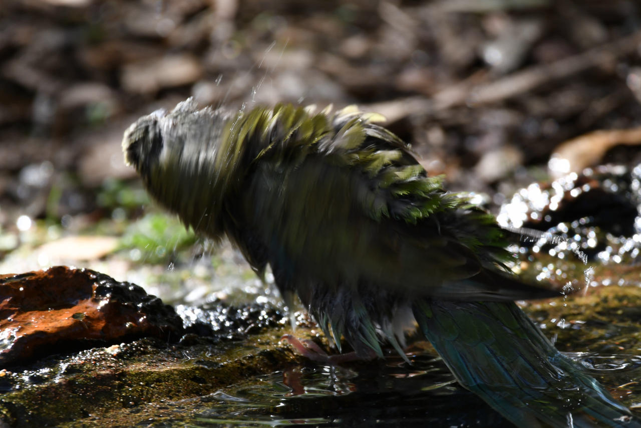Red Rumped DRILLBORB (Enclosure) by TheBootesArtVoid on DeviantArt