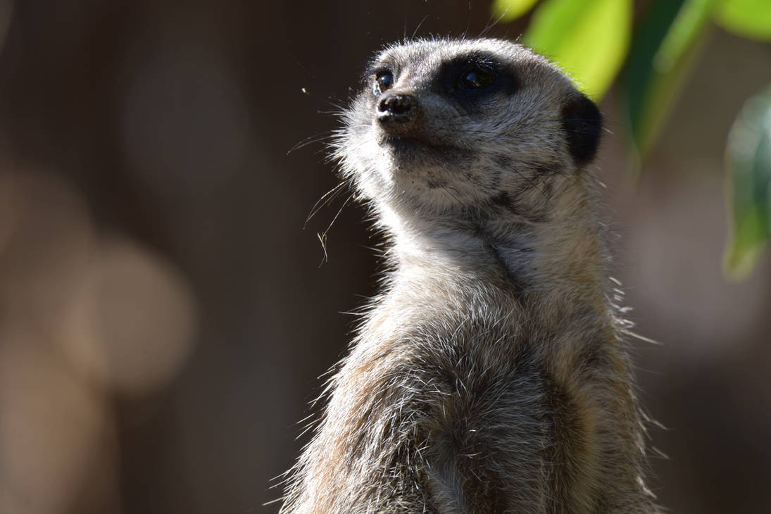 All Rise For The Meerkat Anthem (Enclosure) by TheBootesArtVoid on ...