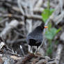 A Blackbirds Tail Feathers (Wild)