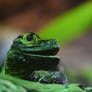 Cheeky Looking Water Dragon (Enclosure)