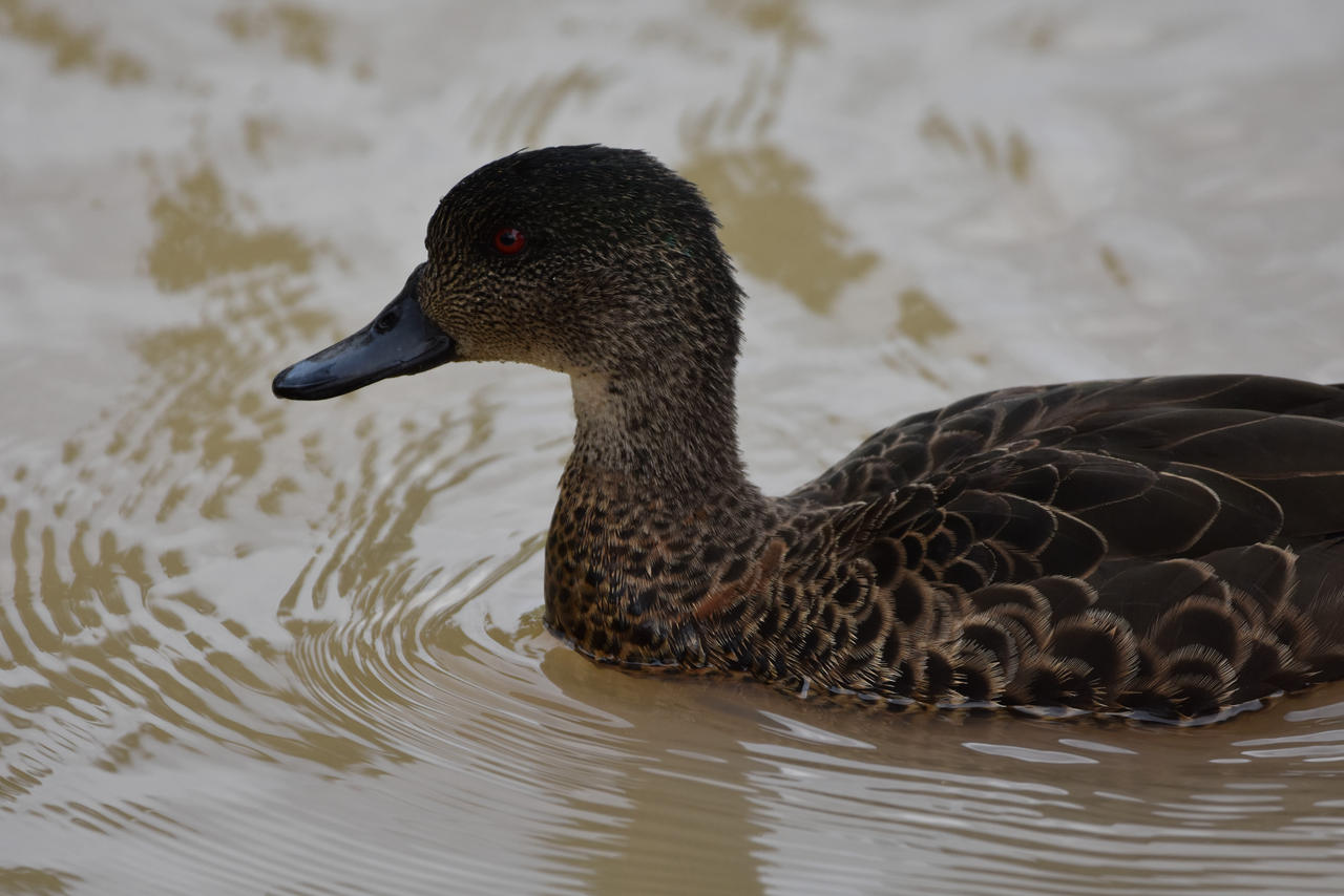 Duck In The Water Dundundun, Dundundundun! by TheBootesArtVoid on