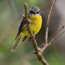 Eastern Yellow Robin Sees You! (Wild)