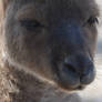 Boop The Kanga Snoot (Enclosure)