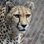 Cheetah In Focus (Enclosure)