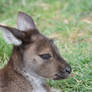 A Kanga's Lashes (Enclosure)