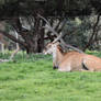 \Paradise For Eland (Enclosure)