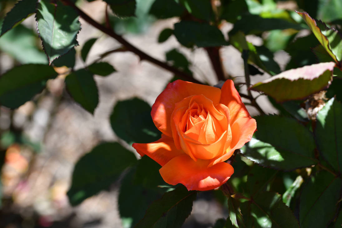 Fearless Rose by TheBootesArtVoid on DeviantArt