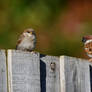 Eurasian Tree Sparrows Relaxing (Wild)