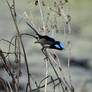 Male Fairy-wren Checkin' You Out (Wild)