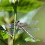 Dragonfly On Display (Wild)