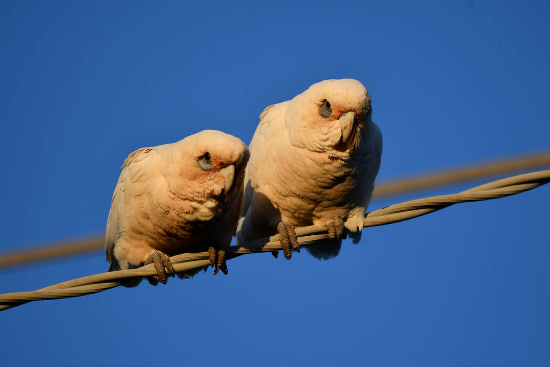 What Is That Humie Doin'? (Wild) by TheBootesArtVoid on DeviantArt