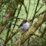 Mohawk Warrior Fairy Wren (Wild)