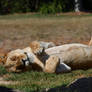 The Lion Sleeps Tonight (Enclosure)