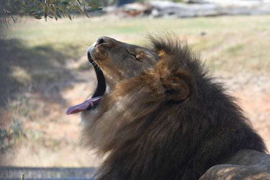 The Lion Yawns Tonight (Enclosure)